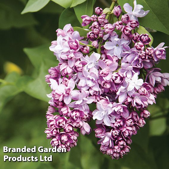 Lilac 'Beauty of Moscow'