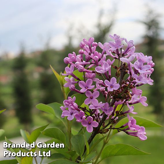 Lilac 'Bloomerang Dark Purple'