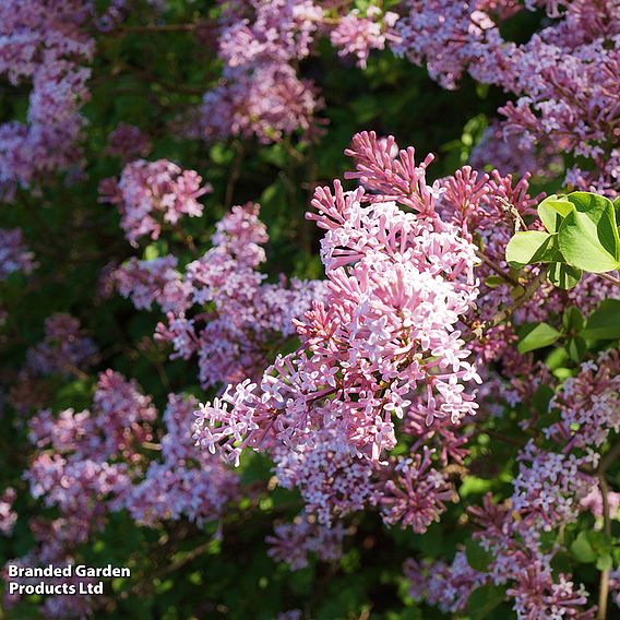 Lilac 'Bloomerang Pink Perfume'