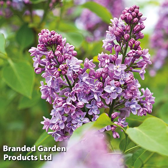 Lilac 'Charles Joly'