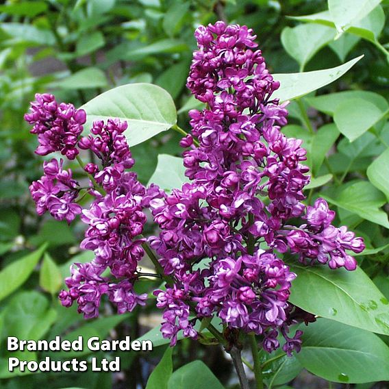 Lilac 'Charles Joly'