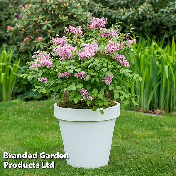 Lilac Dwarf 'Flowerfesta® Pink'