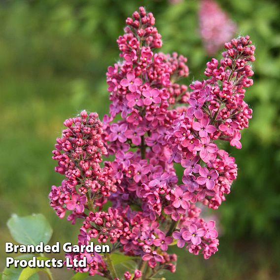 Syringa vulgaris 'Andenken an Ludwig Späth'