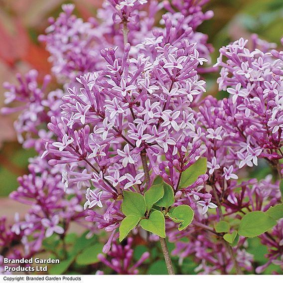 Lilac 'Palibin'