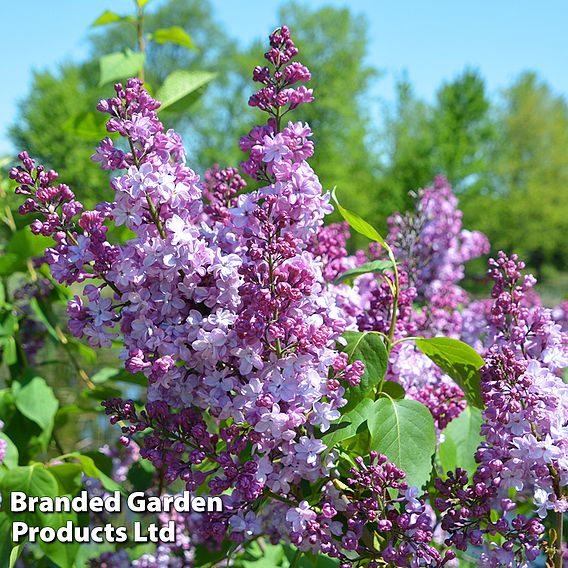 Lilac 'Michel Buchner'