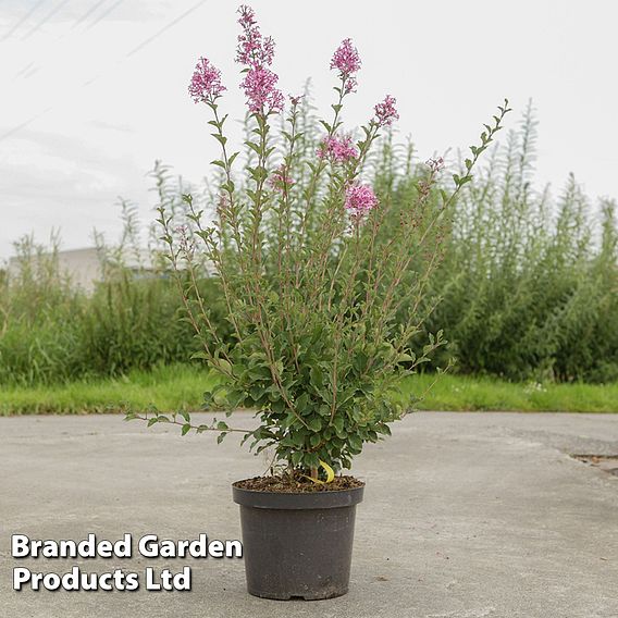 Syringa 'Red Pixie'