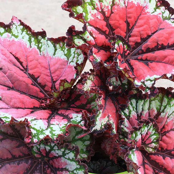 Begonia 'Satin Starburst'