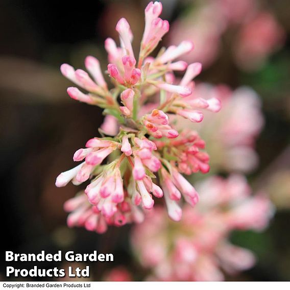 Viburnum x bodnantense 'Charles Lamont'