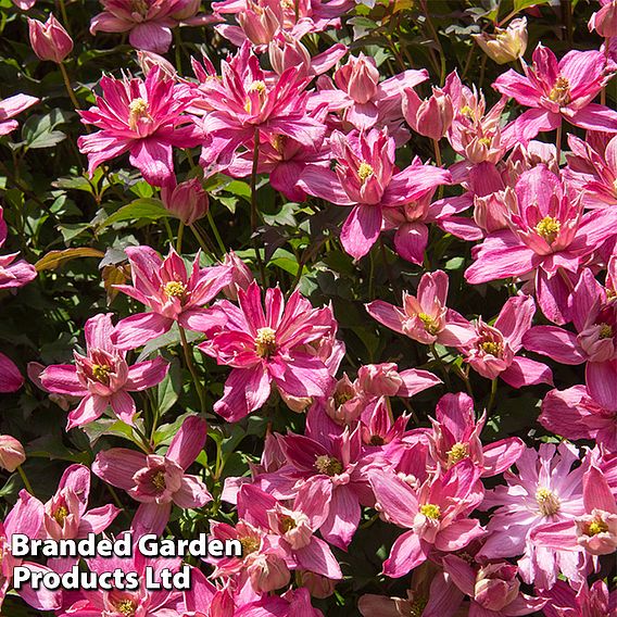 Clematis 'Broughton Star'