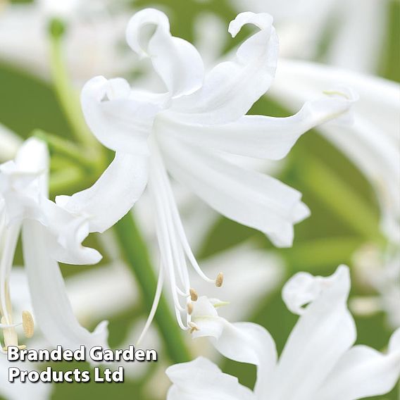 Nerine bowdenii 'Alba'