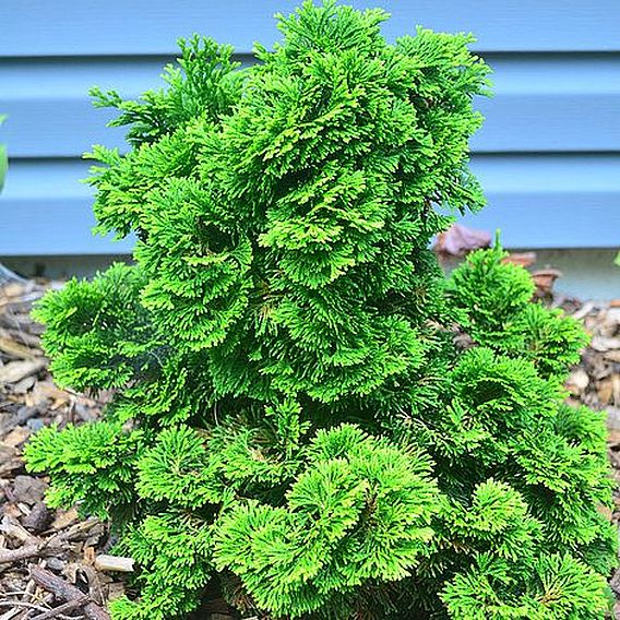 Chamaecyparis obtusa 'Meroke Twin'