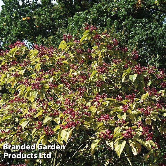 Clerodendrum trichotomum