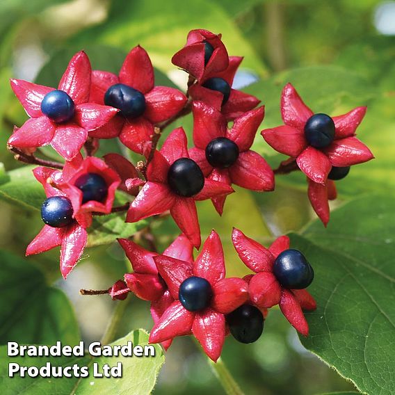 Clerodendrum trichotomum