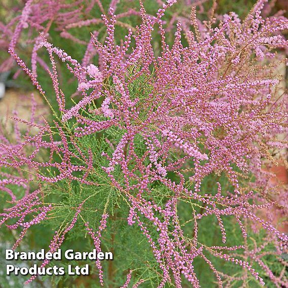 Tamarix ramosissima 'Rubra'