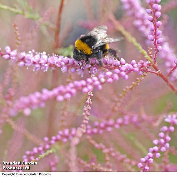 Tamarix ramosissima 'Rubra'