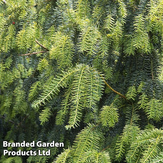 Taxus baccata 'Dovastonii Aurea'