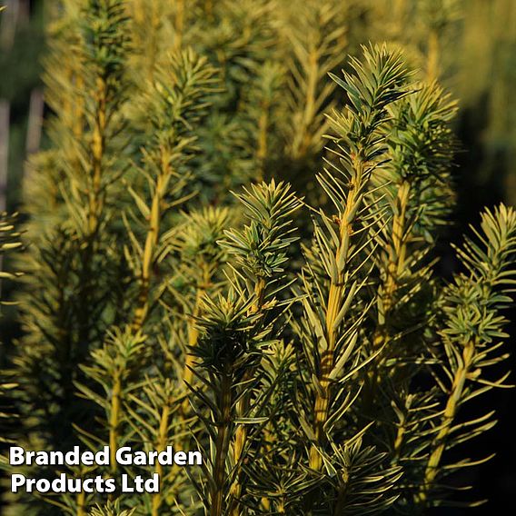 Taxus baccata 'David'