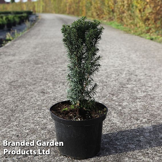 Taxus baccata 'Funny Jewel'