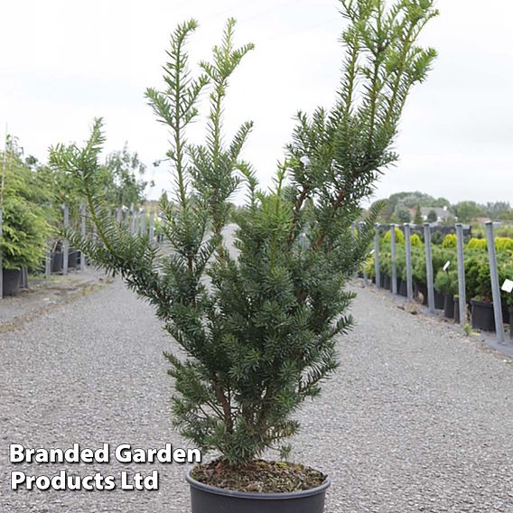 Taxus x media 'Hicksii'