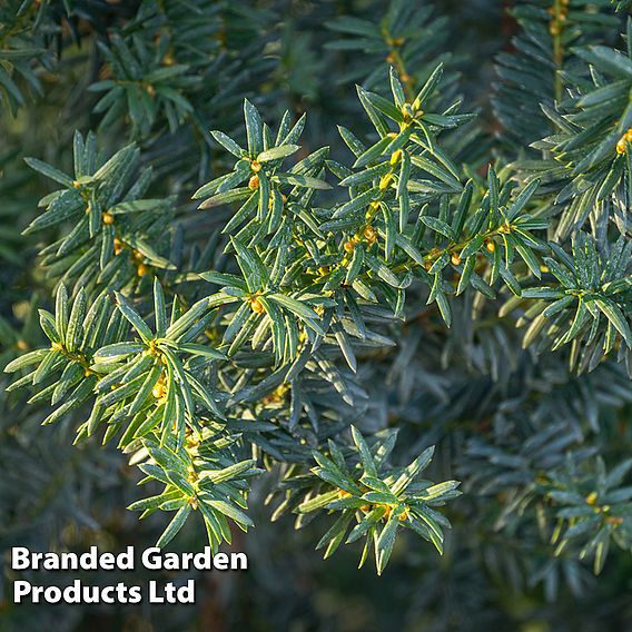 Taxus x media 'Hillii'