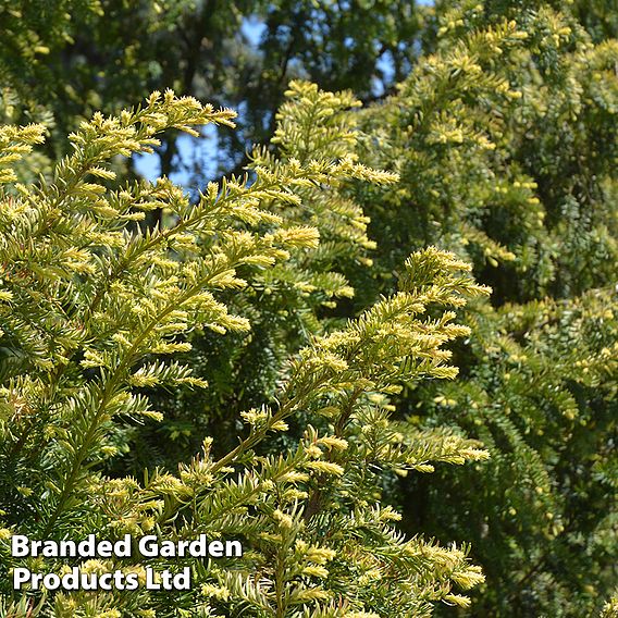 Taxus baccata 'Semperaurea'