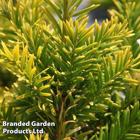 Taxus baccata 'Semperaurea'