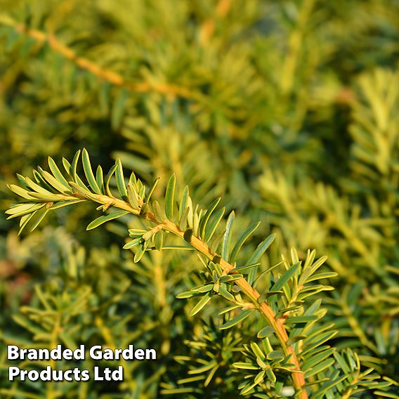 Taxus baccata 'Summergold'