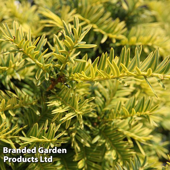 Taxus baccata 'Summergold'