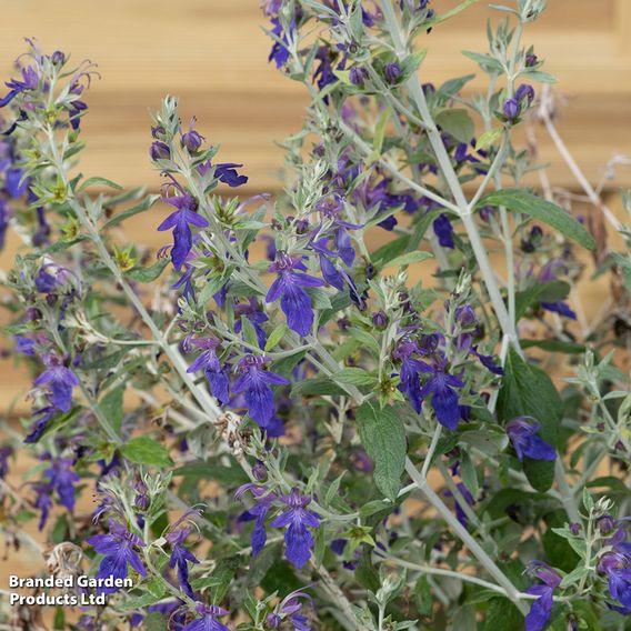 Teucrium fruticans 'Indyho'