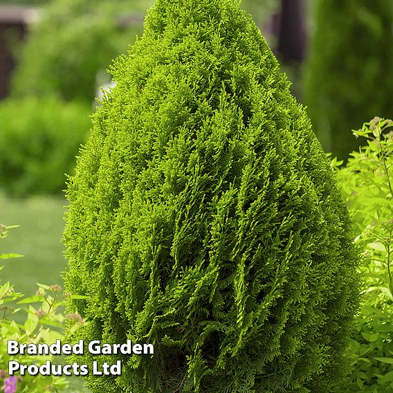 Thuja occidentalis 'Brabant' (Hedging)