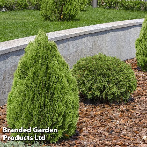 Thuja occidentalis 'Brabant' (Hedging)