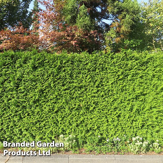 Thuja occidentalis 'Brabant' (Hedging)