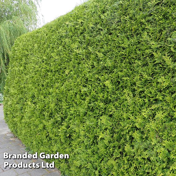 Thuja occidentalis 'Brabant' (Hedging)