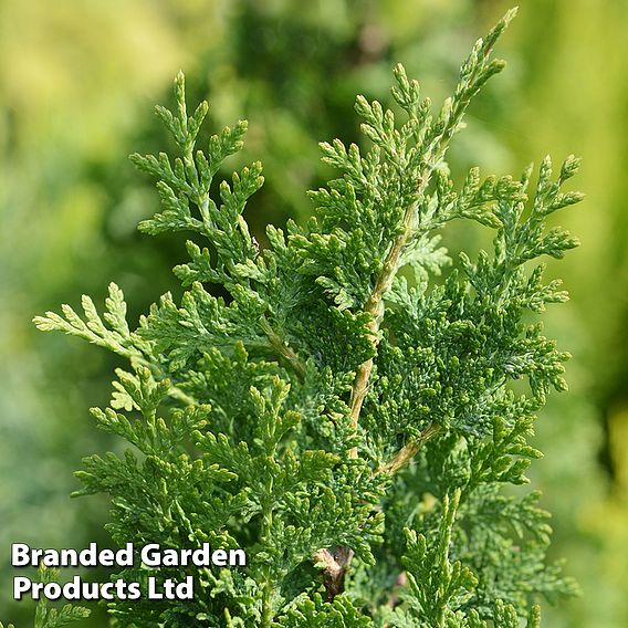 Thuja occidentalis 'Degroot's Spire'