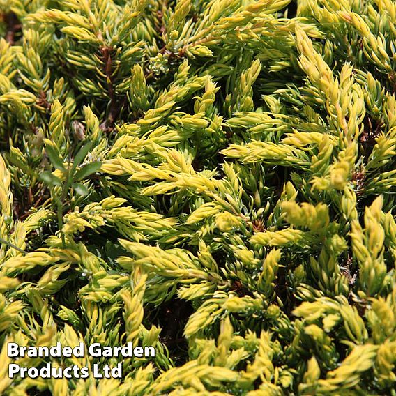 Thuja occidentalis 'Golden Globe'