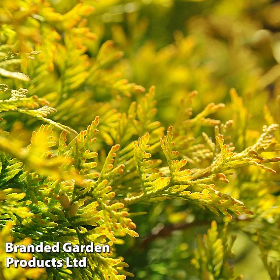 Thuja occidentalis 'Jantar'