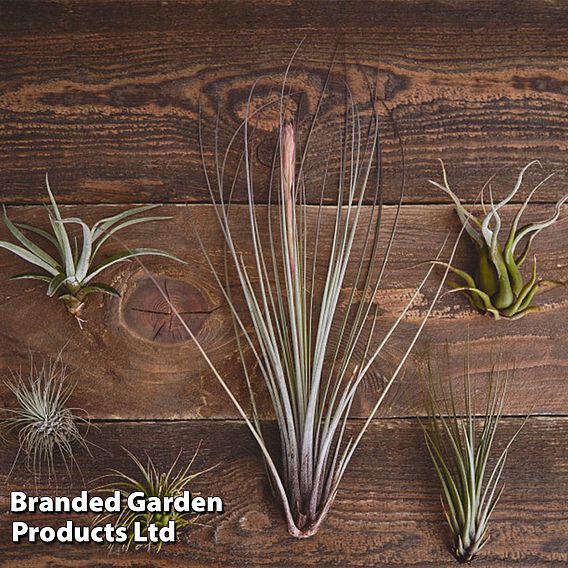 Air Plant Variety Collection