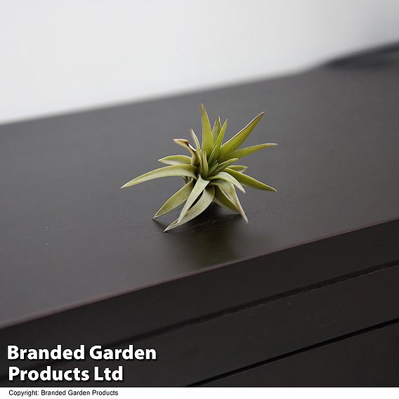 Tillandsia brachycaulos x abdita