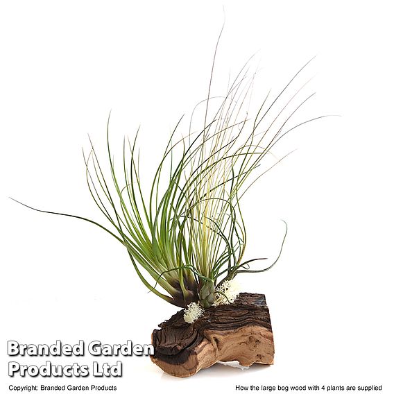 Air Plant on Bog Wood