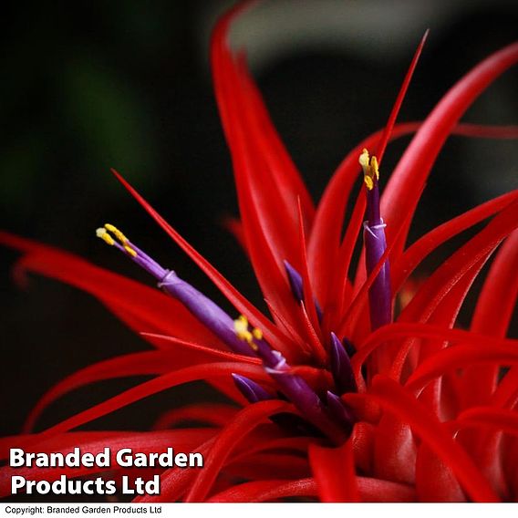 Tillandsia brachycaulos x abdita