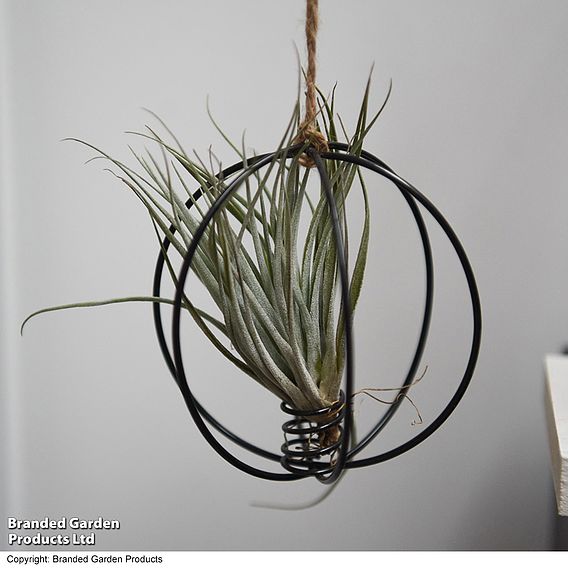 Hanging Air Plant (Tillandsia) - Gift