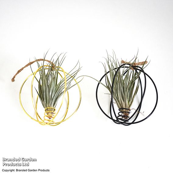 Hanging Air Plant (Tillandsia) - Gift