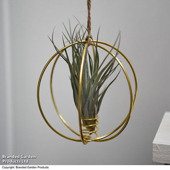 Hanging Air Plant (Tillandsia) - Gift