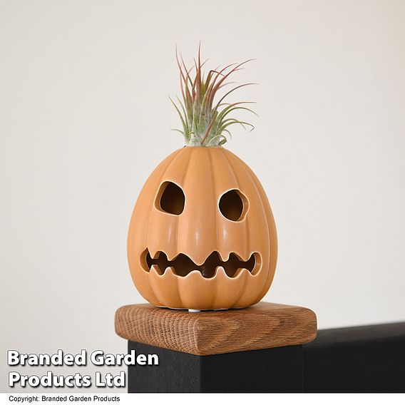 Halloween Tillandsia in Ghoulish Gourdon Pot