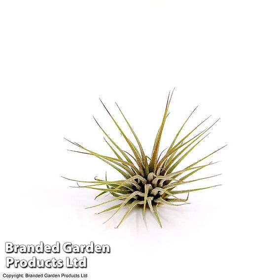 Tillandsia ionantha