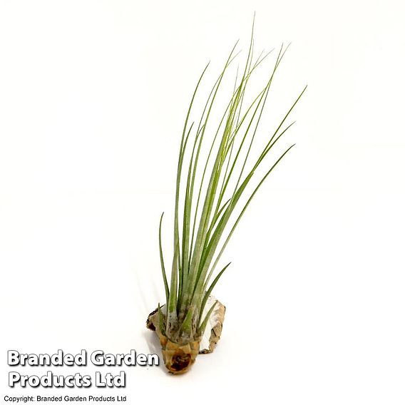 Tillandsia juncea