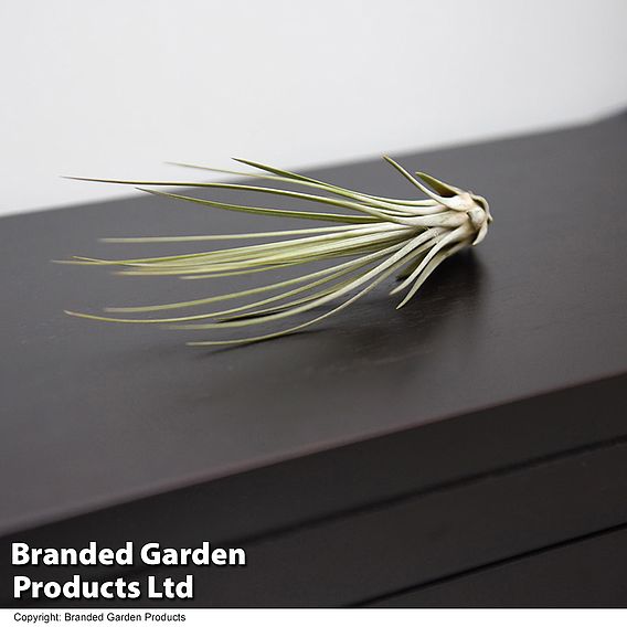 Tillandsia juncea