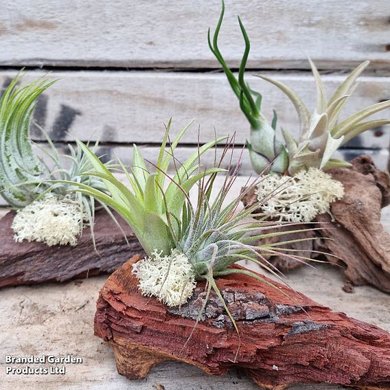 Air Plants (Tillandsia) on Mini Wooden Log