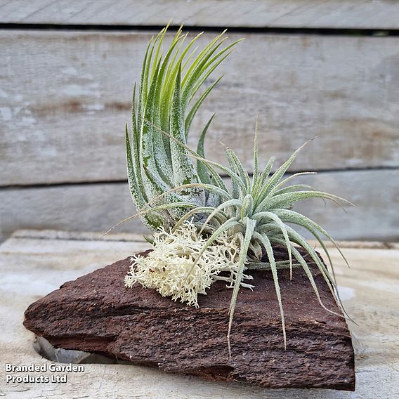 Air Plants (Tillandsia) on Mini Wooden Log