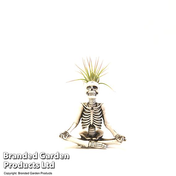 Halloween Tillandsia in Skeleton Pot